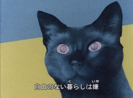 Любовь в кошачьих глазах