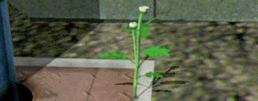 Полевой цветок