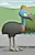 Cassowary Dad