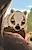 Badger Mom