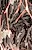 Dragonlord Placidusax