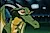 Booster Dragon