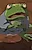 Зелёная лягушка
