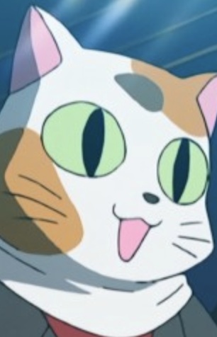 Трёхцветный кот